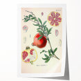 Vintage Botanical Illustration of Pomegranate Fruit – Botanical Art
