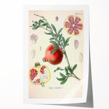 Vintage Botanical Illustration of Pomegranate Fruit – Botanical Art