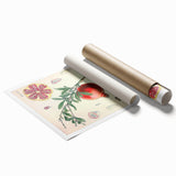 Vintage Botanical Illustration of Pomegranate Fruit – Botanical Art