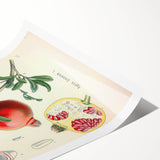 Vintage Botanical Illustration of Pomegranate Fruit – Botanical Art