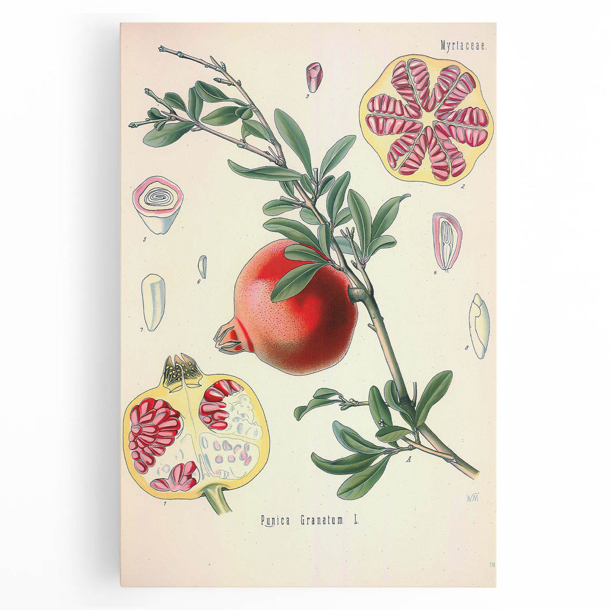Vintage Botanical Illustration of Pomegranate Fruit – Botanical Art