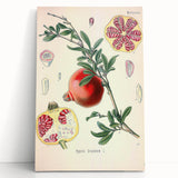 Vintage Botanical Illustration of Pomegranate Fruit – Botanical Art