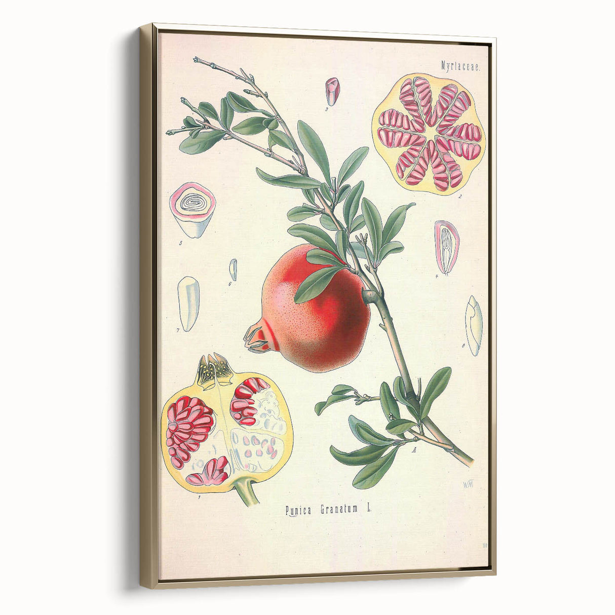 Vintage Botanical Illustration of Pomegranate Fruit – Botanical Art
