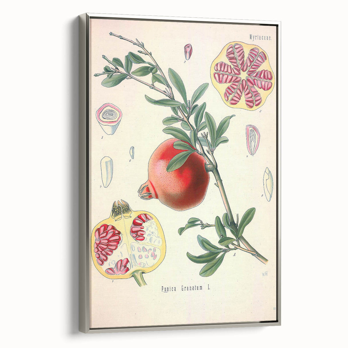Vintage Botanical Illustration of Pomegranate Fruit – Botanical Art
