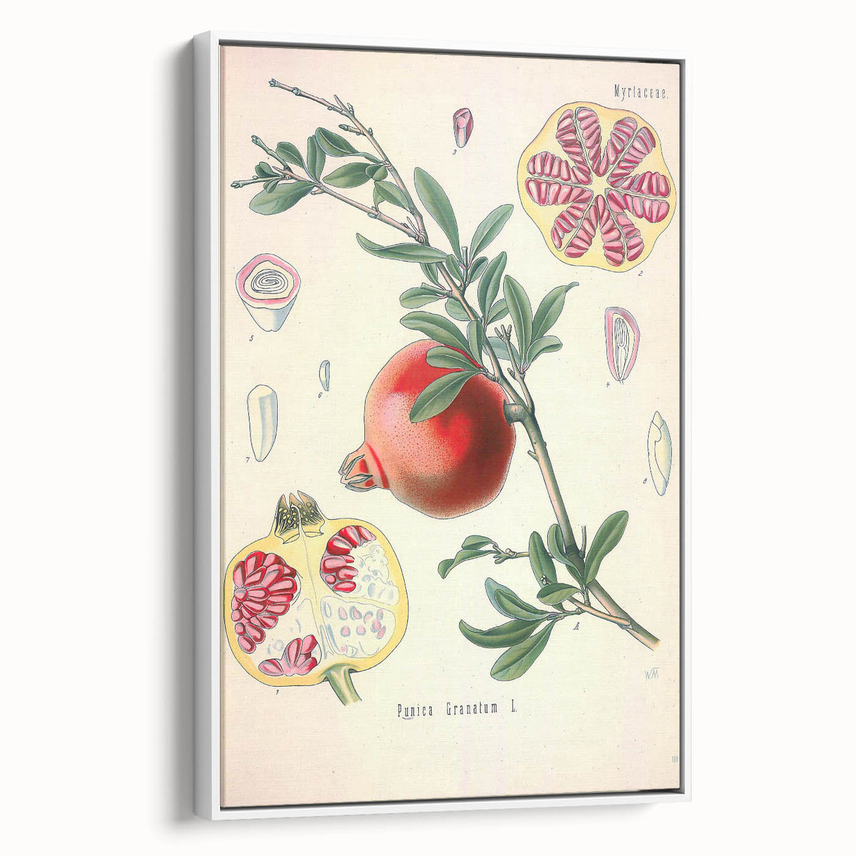Vintage Botanical Illustration of Pomegranate Fruit – Botanical Art