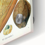 Vintage Botanical Illustration Art – Cocos nucifera Wall Art