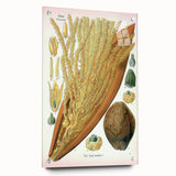 Vintage Botanical Illustration Art – Cocos nucifera Wall Art