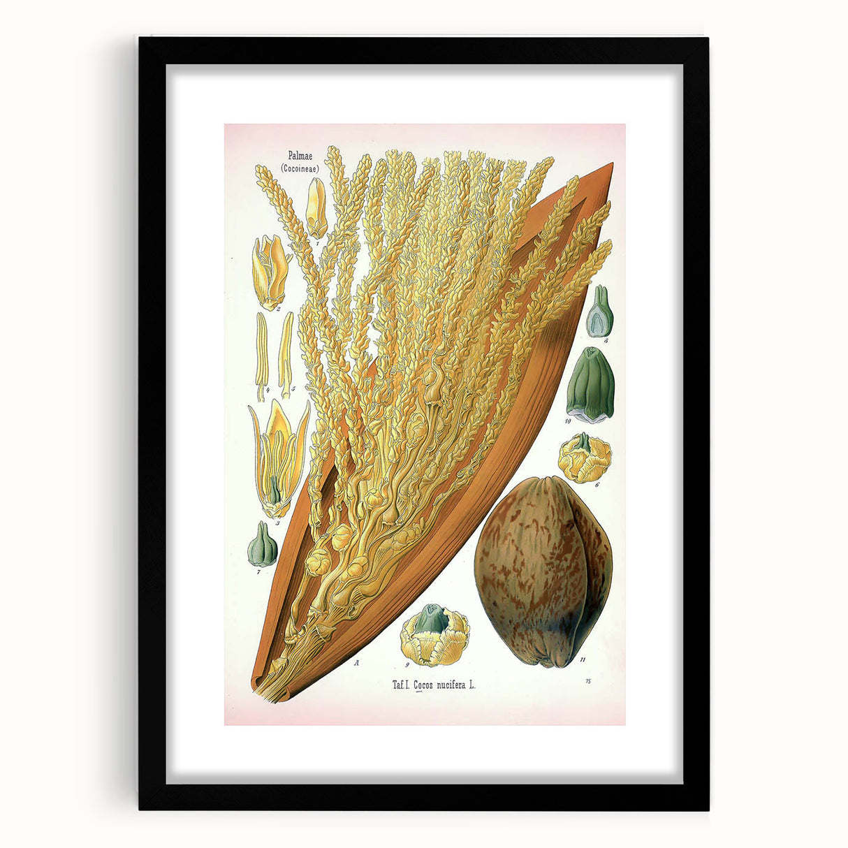 Vintage Botanical Illustration Art – Cocos nucifera Wall Art