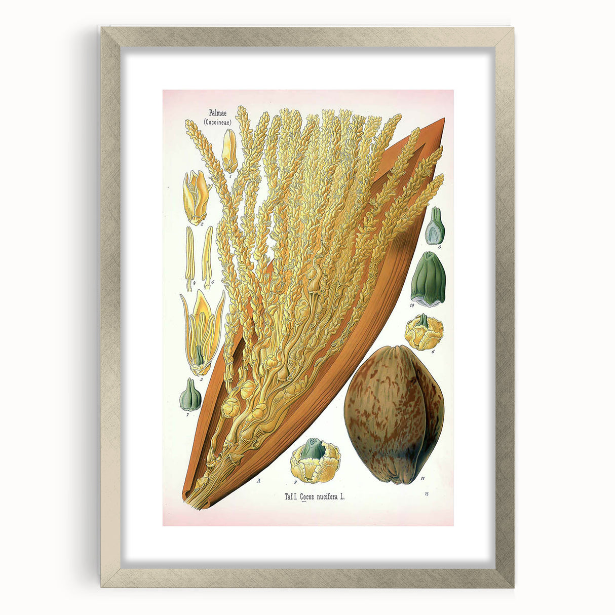 Vintage Botanical Illustration Art – Cocos nucifera Wall Art
