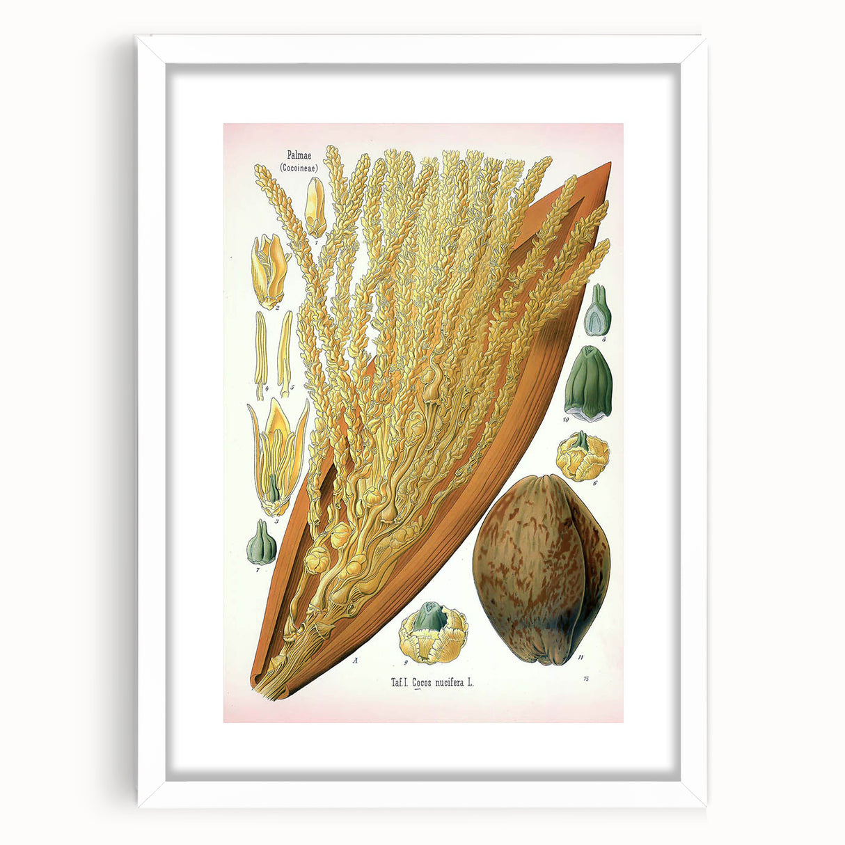 Vintage Botanical Illustration Art – Cocos nucifera Wall Art