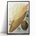 Vintage Botanical Illustration Art – Cocos nucifera Wall Art