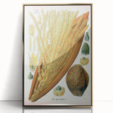 Vintage Botanical Illustration Art – Cocos nucifera Wall Art