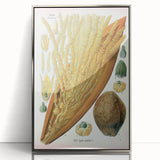 Vintage Botanical Illustration Art – Cocos nucifera Wall Art
