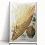 Vintage Botanical Illustration Art – Cocos nucifera Wall Art