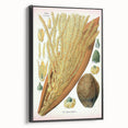Vintage Botanical Illustration Art – Cocos nucifera Wall Art