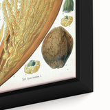 Vintage Botanical Illustration Art – Cocos nucifera Wall Art