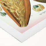 Vintage Botanical Illustration Art – Cocos nucifera Wall Art