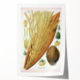 Vintage Botanical Illustration Art – Cocos nucifera Wall Art
