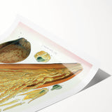 Vintage Botanical Illustration Art – Cocos nucifera Wall Art