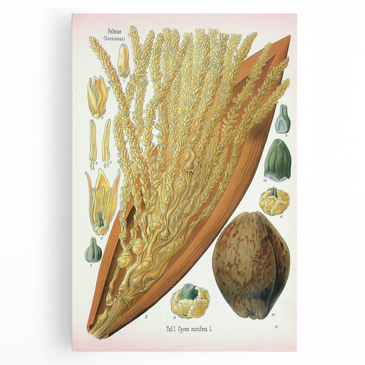 Vintage Botanical Illustration Art – Cocos nucifera Wall Art