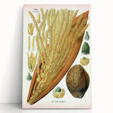 Vintage Botanical Illustration Art – Cocos nucifera Wall Art