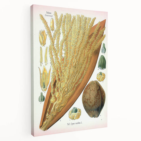 Vintage Botanical Illustration Art – Cocos nucifera Wall Art