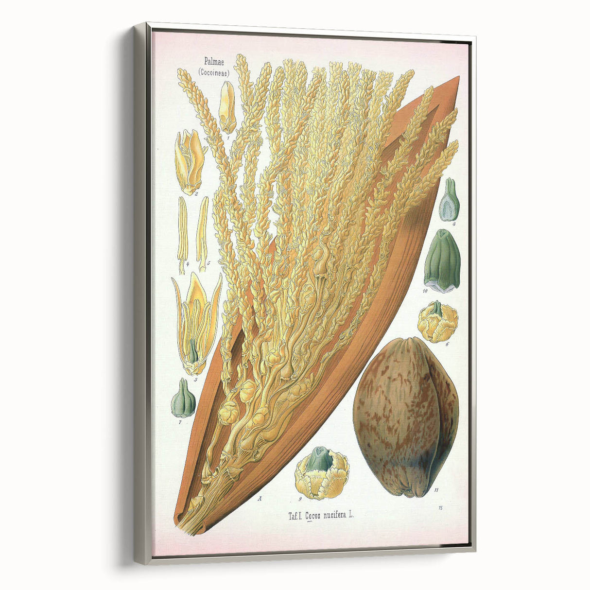 Vintage Botanical Illustration Art – Cocos nucifera Wall Art