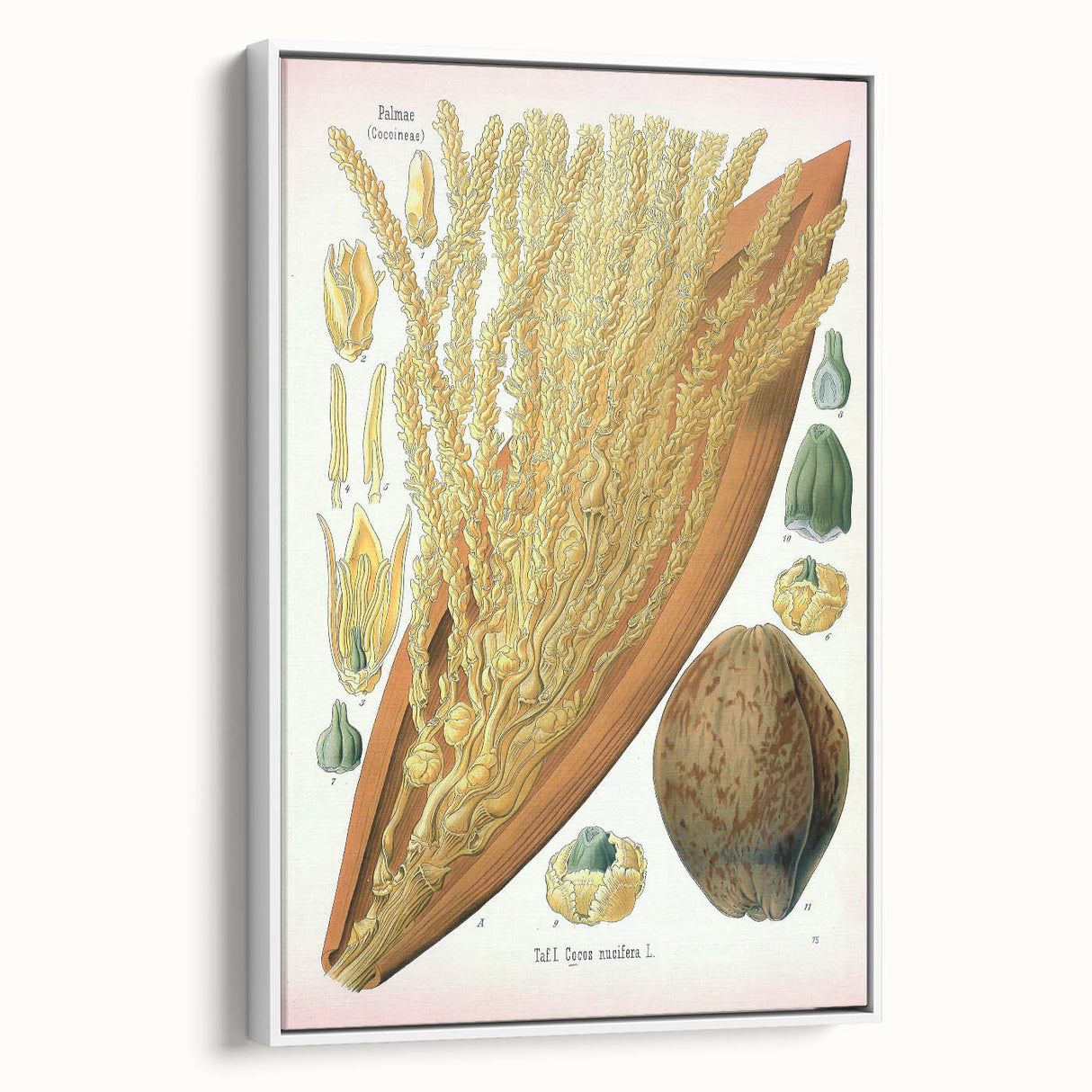 Vintage Botanical Illustration Art – Cocos nucifera Wall Art