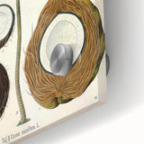 Vintage Botanical Illustration Art – Cocos nucifera Coconut Palm Wall Art