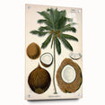 Vintage Botanical Illustration Art – Cocos nucifera Coconut Palm Wall Art