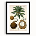 Vintage Botanical Illustration Art – Cocos nucifera Coconut Palm Wall Art