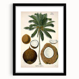 Vintage Botanical Illustration Art – Cocos nucifera Coconut Palm Wall Art