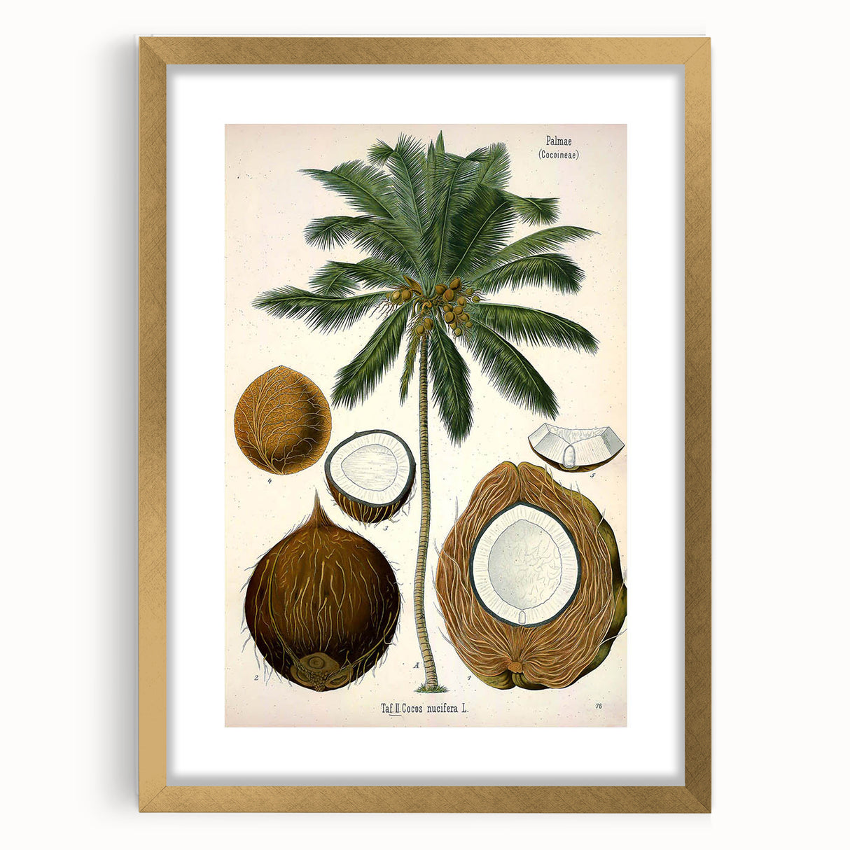 Vintage Botanical Illustration Art – Cocos nucifera Coconut Palm Wall Art