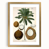 Vintage Botanical Illustration Art – Cocos nucifera Coconut Palm Wall Art