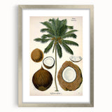 Vintage Botanical Illustration Art – Cocos nucifera Coconut Palm Wall Art