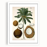 Vintage Botanical Illustration Art – Cocos nucifera Coconut Palm Wall Art