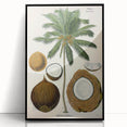 Vintage Botanical Illustration Art – Cocos nucifera Coconut Palm Wall Art