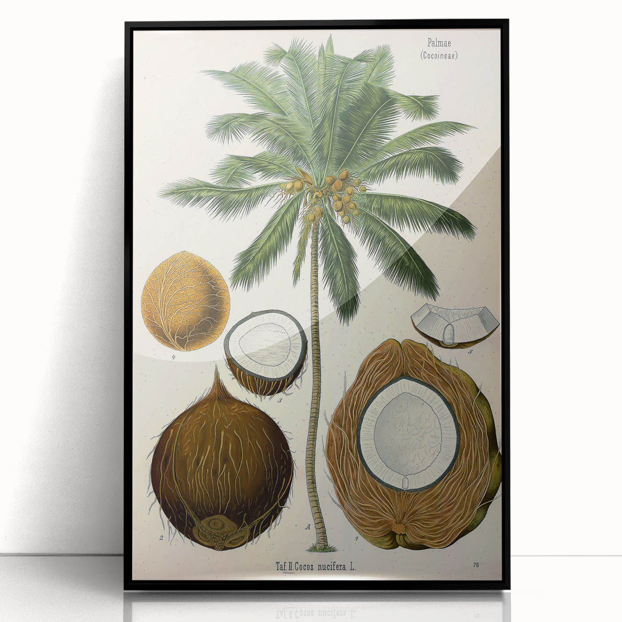 Vintage Botanical Illustration Art – Cocos nucifera Coconut Palm Wall Art