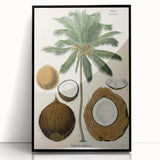 Vintage Botanical Illustration Art – Cocos nucifera Coconut Palm Wall Art