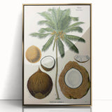 Vintage Botanical Illustration Art – Cocos nucifera Coconut Palm Wall Art