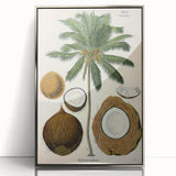 Vintage Botanical Illustration Art – Cocos nucifera Coconut Palm Wall Art