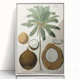 Vintage Botanical Illustration Art – Cocos nucifera Coconut Palm Wall Art