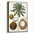 Vintage Botanical Illustration Art – Cocos nucifera Coconut Palm Wall Art