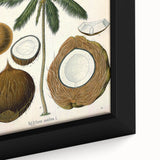Vintage Botanical Illustration Art – Cocos nucifera Coconut Palm Wall Art