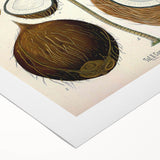 Vintage Botanical Illustration Art – Cocos nucifera Coconut Palm Wall Art