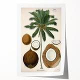 Vintage Botanical Illustration Art – Cocos nucifera Coconut Palm Wall Art