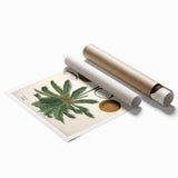 Vintage Botanical Illustration Art – Cocos nucifera Coconut Palm Wall Art