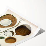 Vintage Botanical Illustration Art – Cocos nucifera Coconut Palm Wall Art