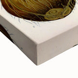 Vintage Botanical Illustration Art – Cocos nucifera Coconut Palm Wall Art