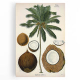 Vintage Botanical Illustration Art – Cocos nucifera Coconut Palm Wall Art